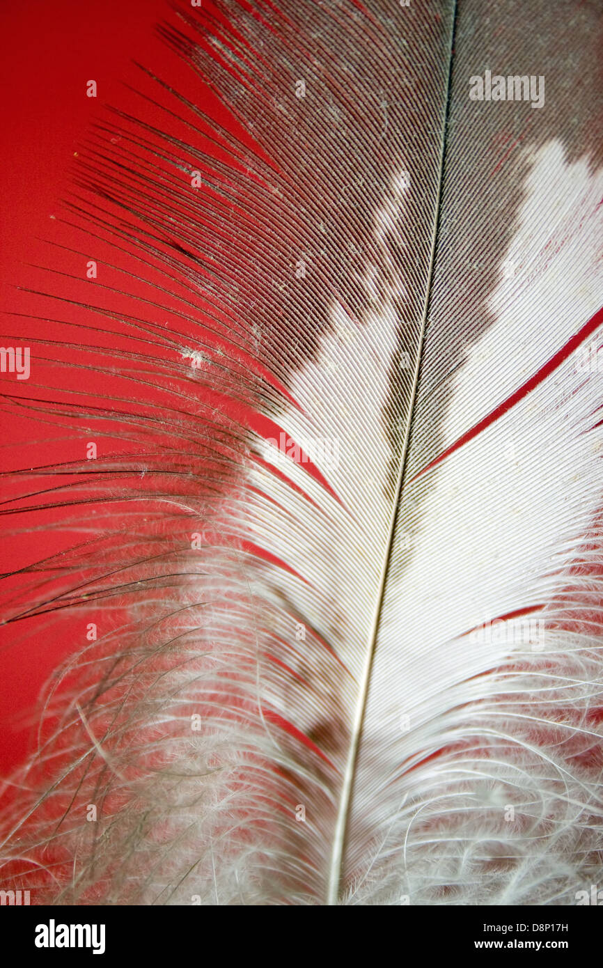 Downy feather hi-res stock photography and images - Alamy