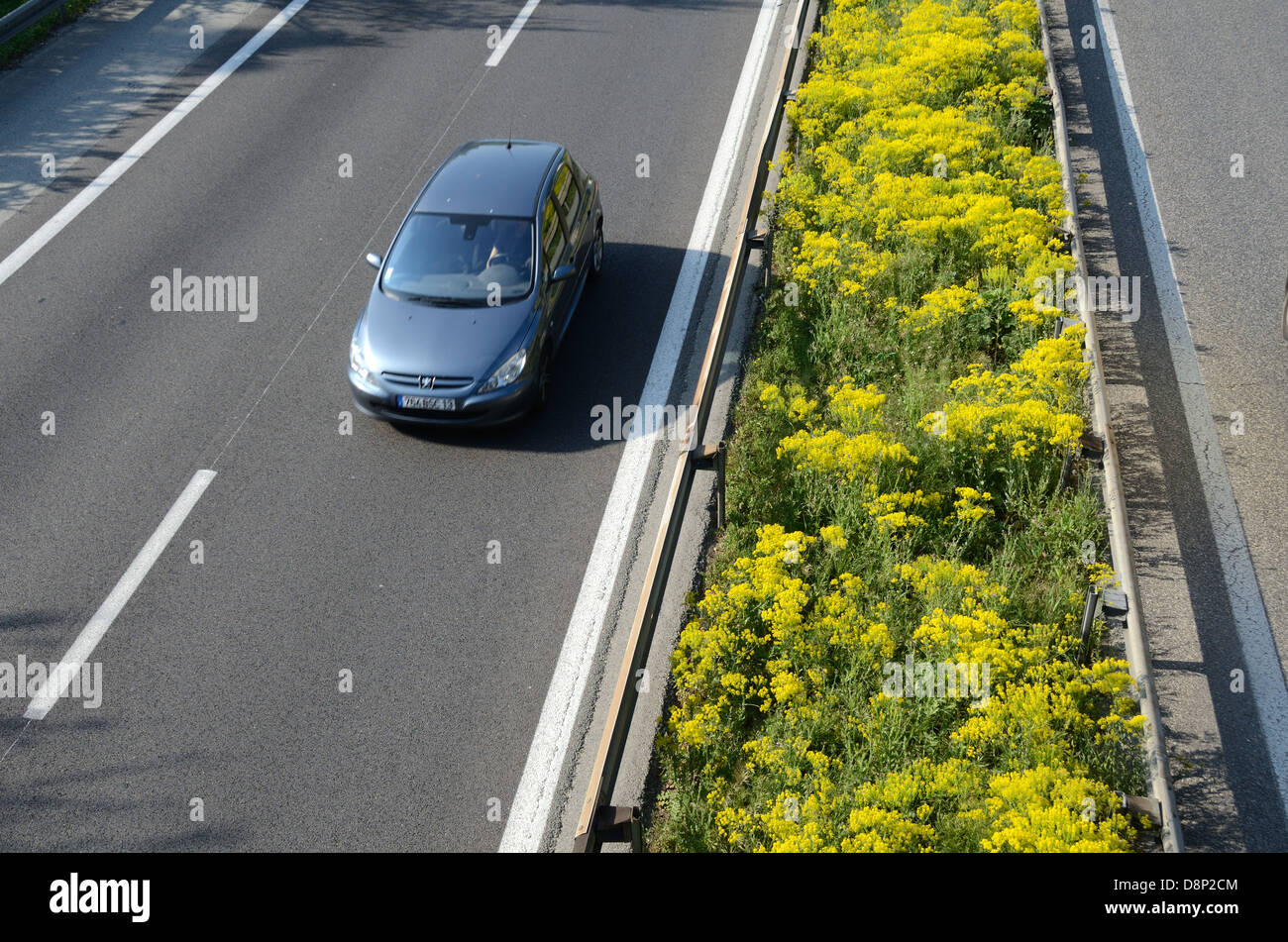 French Motorway or Autoroute with Yellow Wild Flowers, Common Ragwort, Jacobaea vulgaris, in Central Reservation or Median Strip France Stock Photo