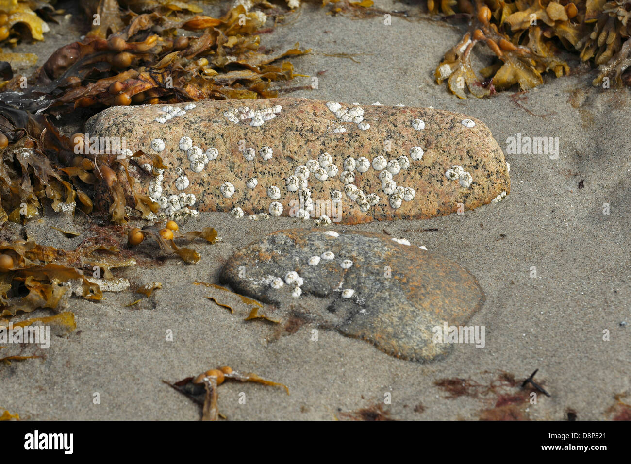 Barnacle (Balanus sp) on stone, Stock Photo