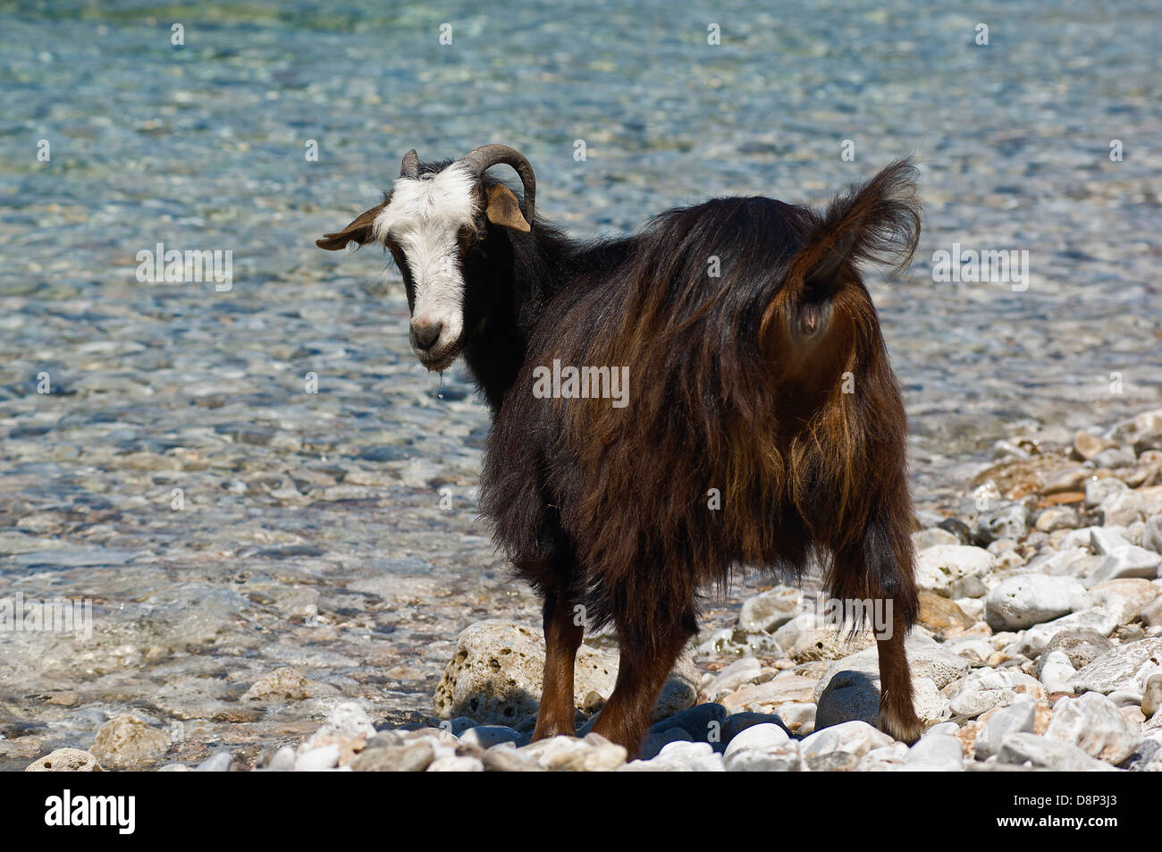 Goat standing on a pebble beach (Greece) Stock Photo