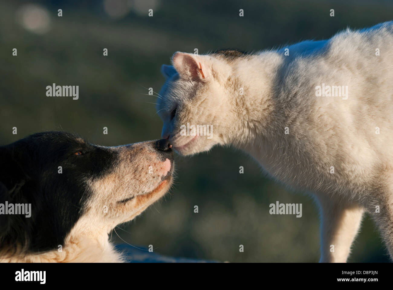 Cat and dog face to face Stock Photo