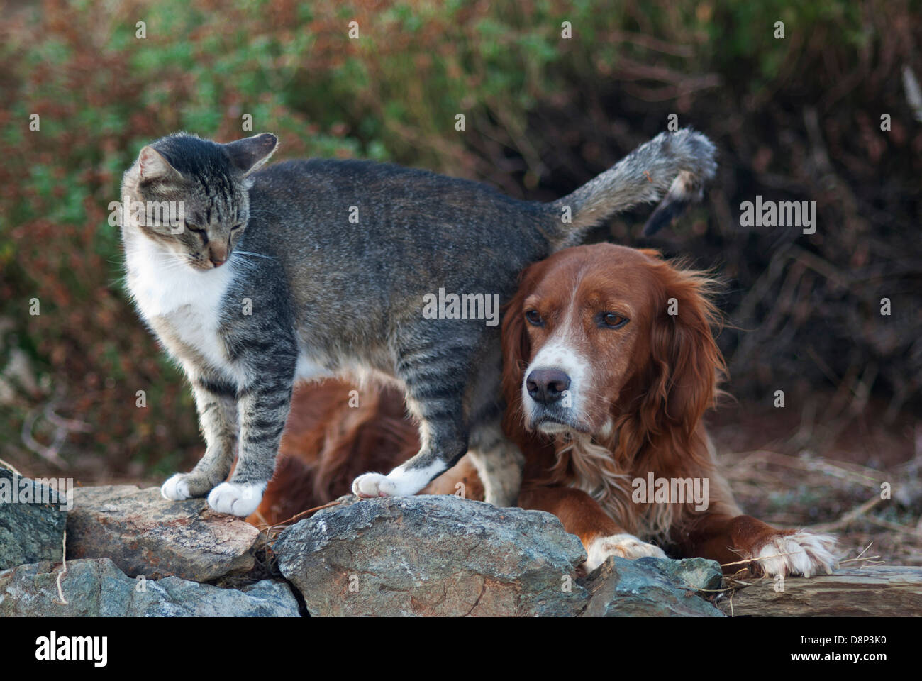 Cat and dog side by side Stock Photo