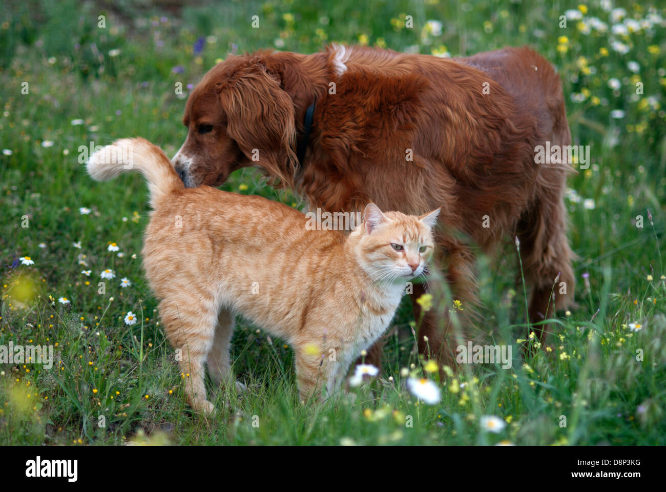 Irish setter sniffing at ginger cat Stock Photo