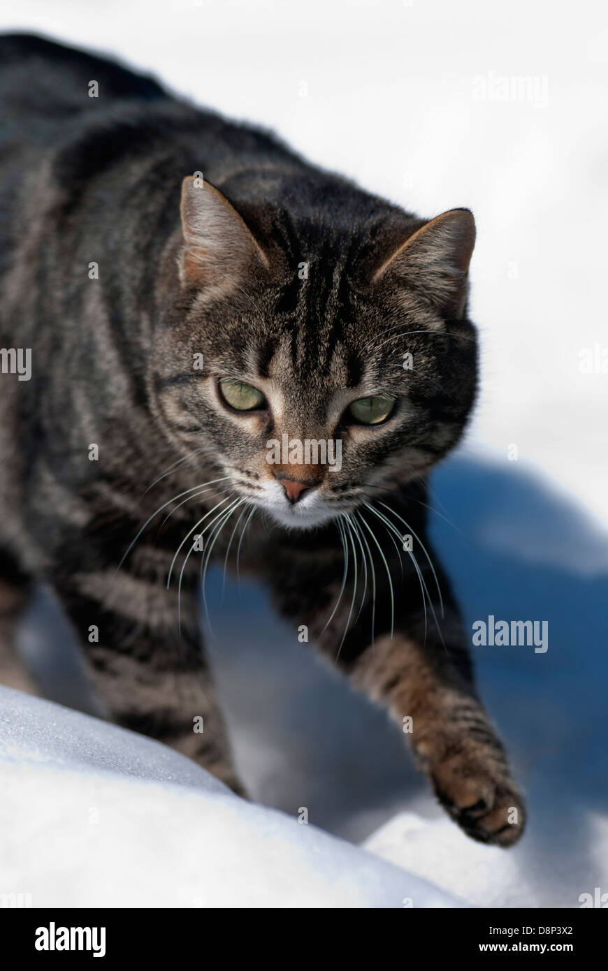 Tabby cat walking in snow Stock Photo
