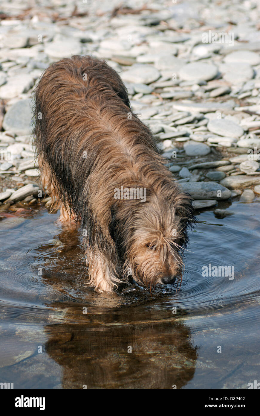 Briard drinking water on a pebble beach Stock Photo
