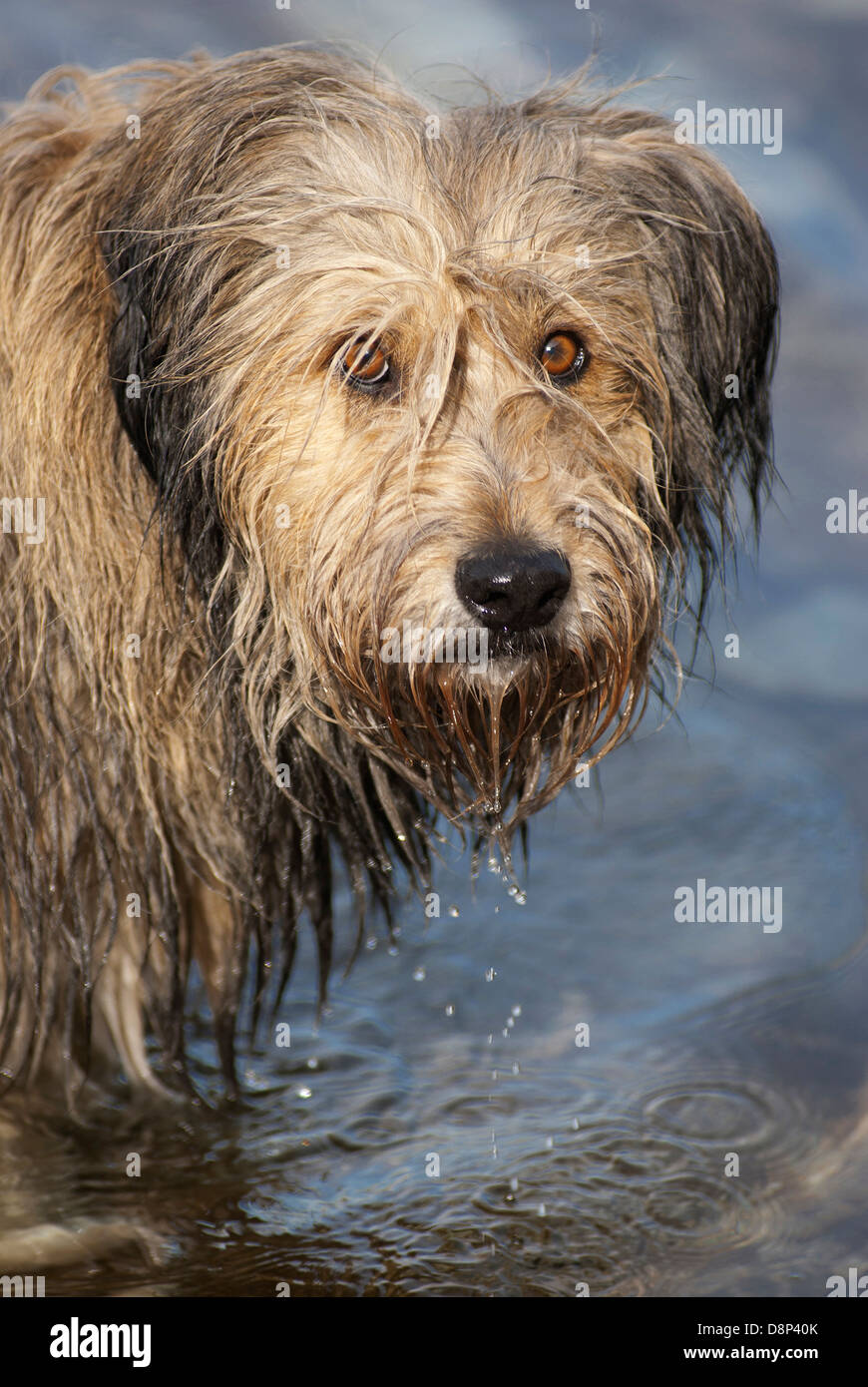 Briard standing in water and looking at camera Stock Photo