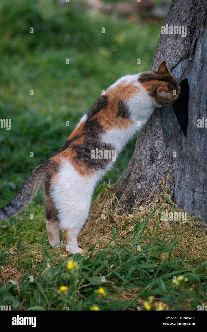 Curious cat peeking into a hole in a tree trunk Stock Photo