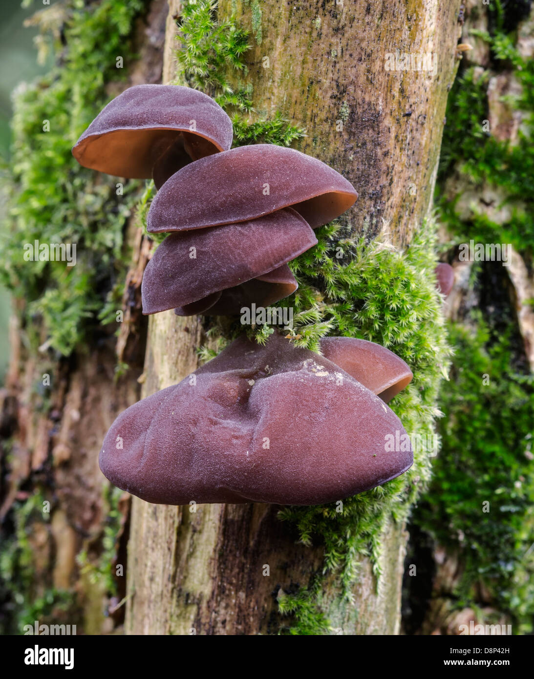 Auricularia auricula-judae also known as Jelly Ear or Jew's Ear. Seen here growing on the branch of an Elder Tree. Stock Photo