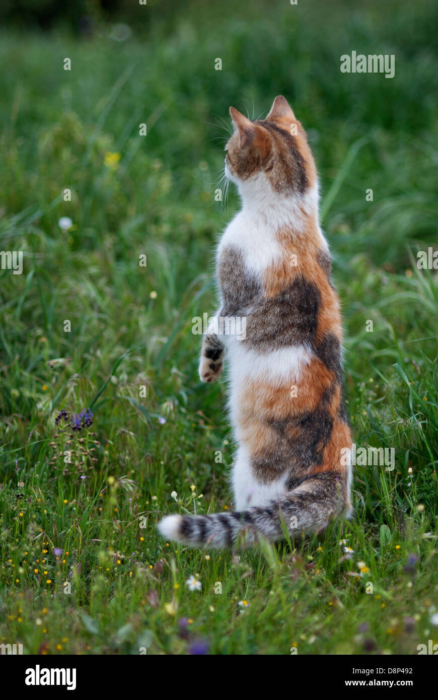 Calico cat sitting upright on hind legs looking out for something Stock Photo