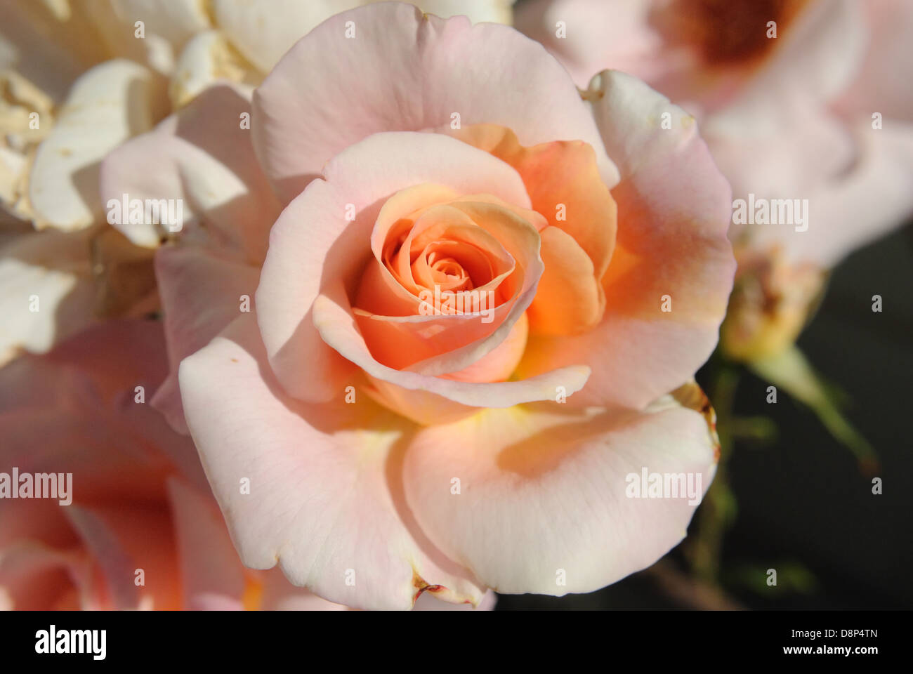 A Pink Rose in Bloom Stock Photo - Alamy