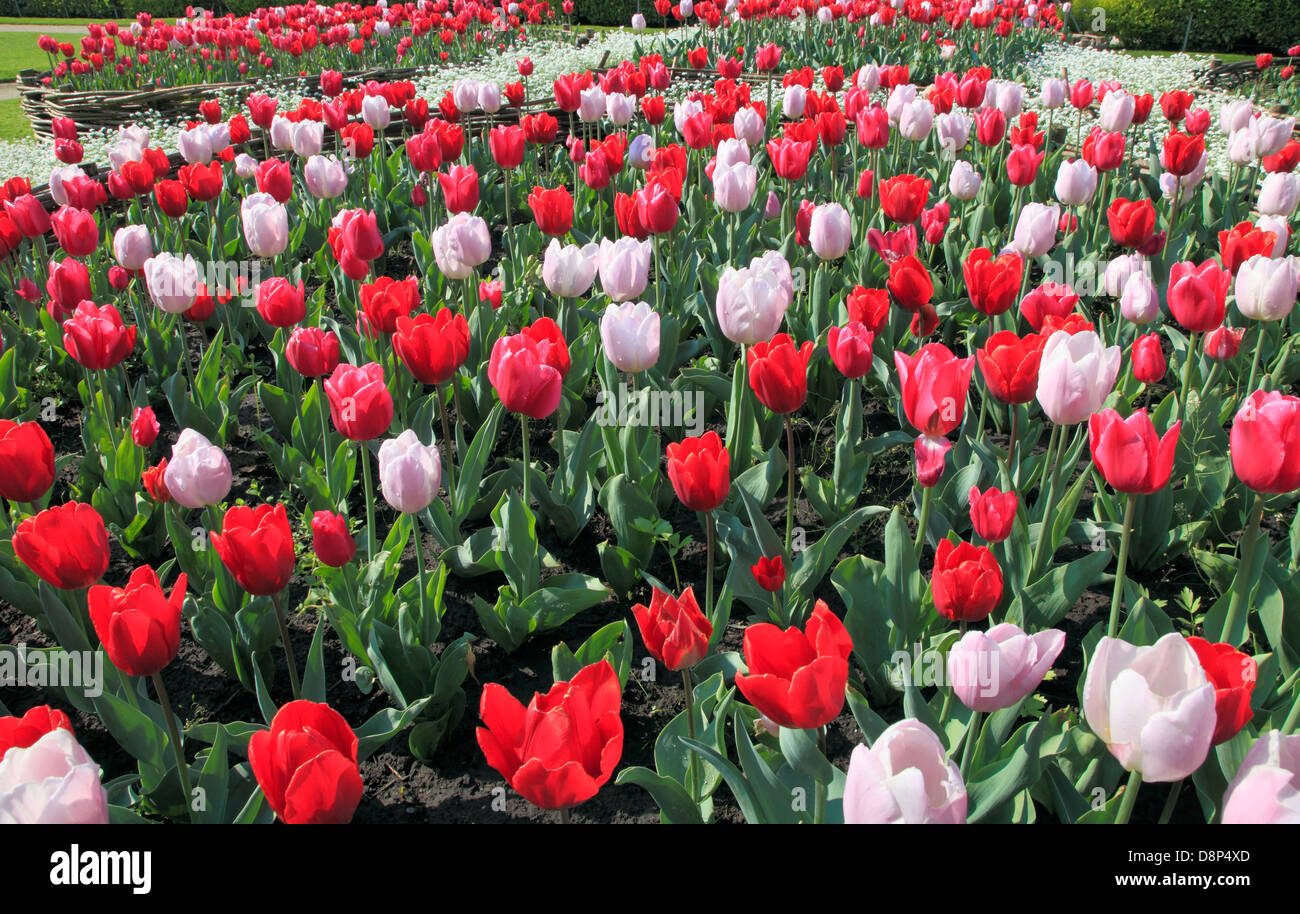 Belgium flowers hires stock photography and images Alamy