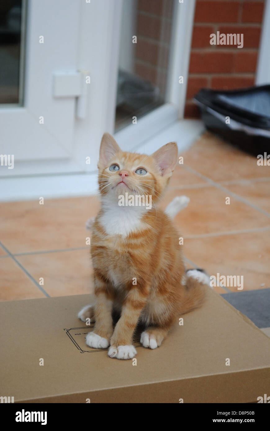 Ginger Kitten Stock Photo