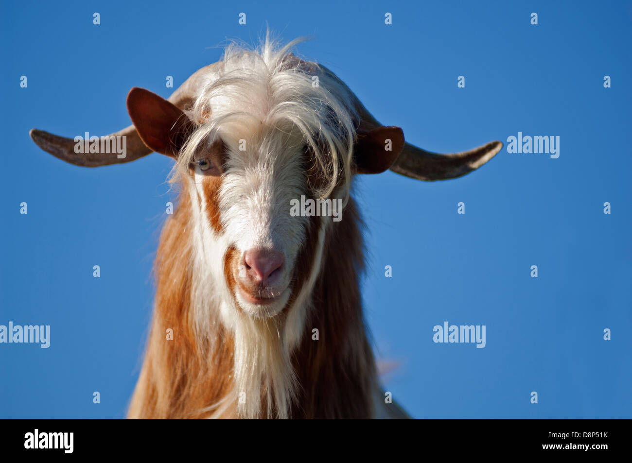 Portrait of a goat against blue sky Stock Photo