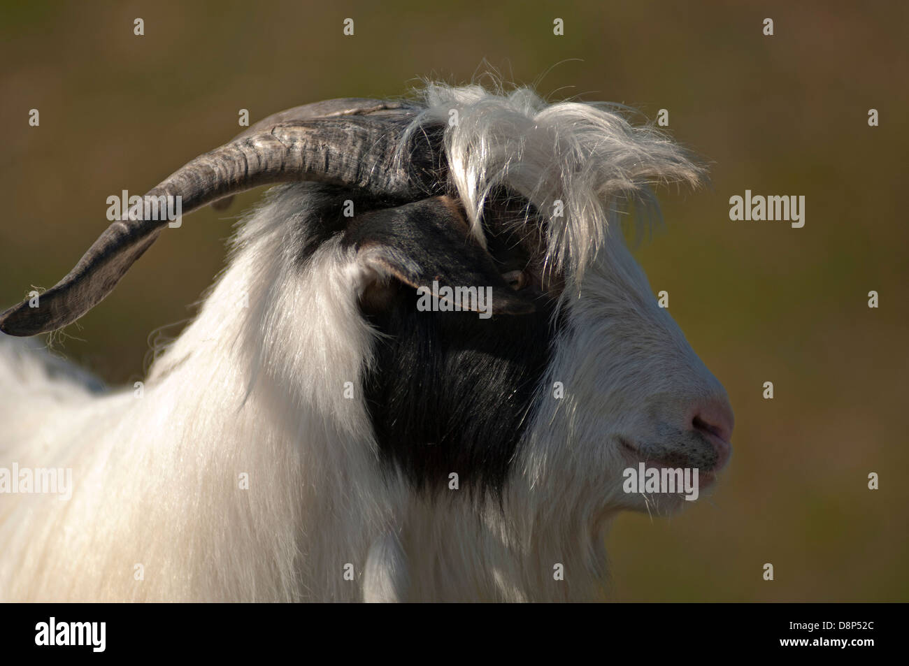 Portrait of a goat in profile Stock Photo