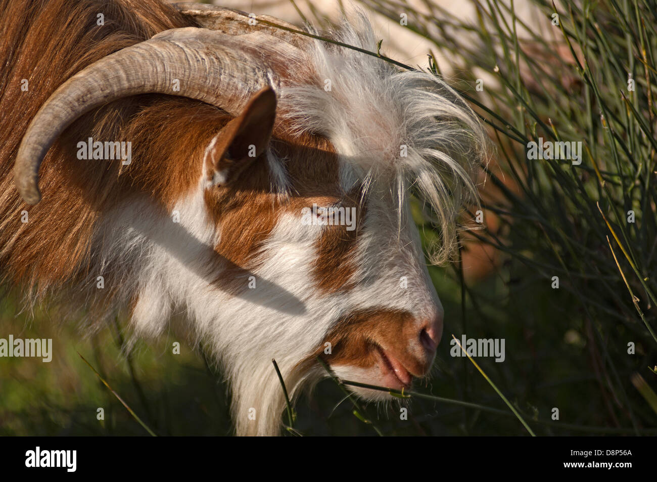 Portrait of a goat feeding on a broom shrub (Greece) Stock Photo