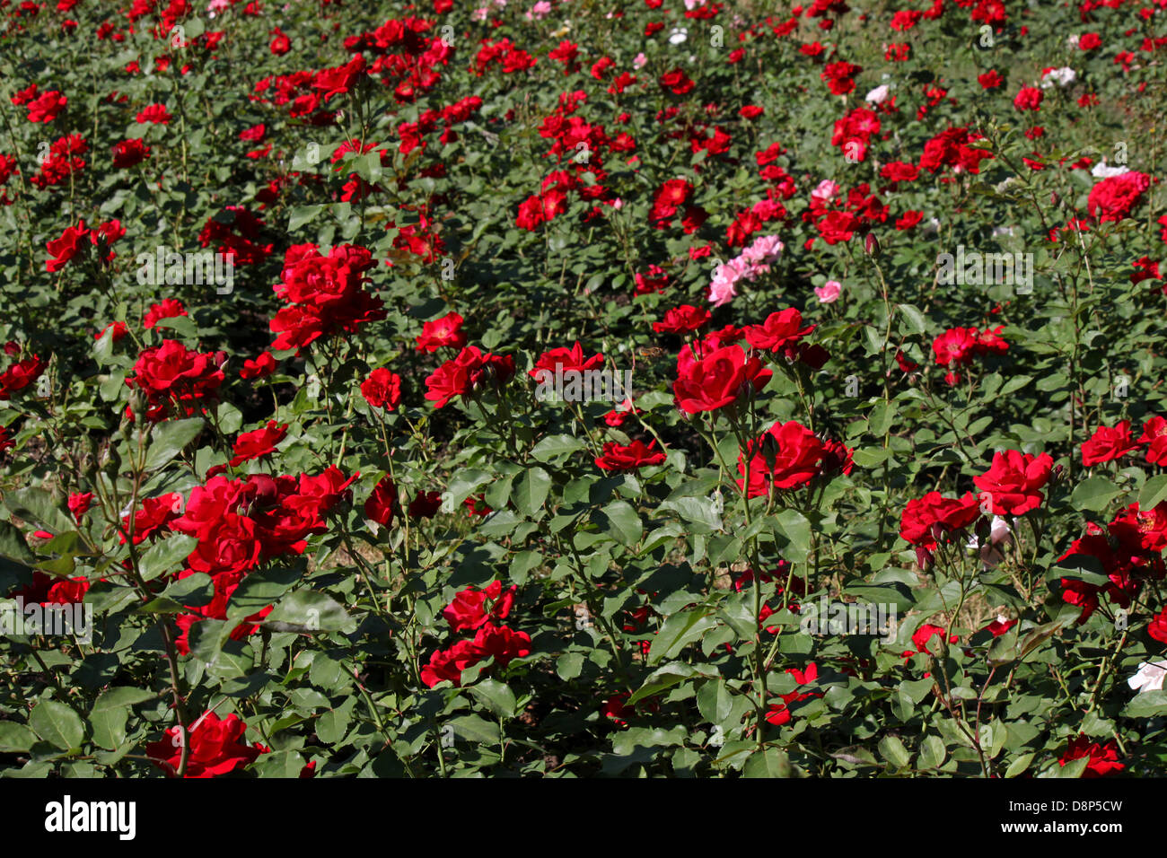 red roses in a garden Stock Photo