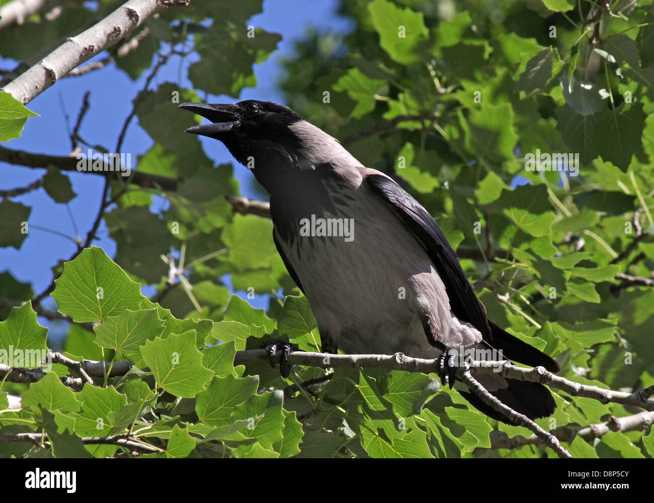 croaking crow on branch of tree Stock Photo