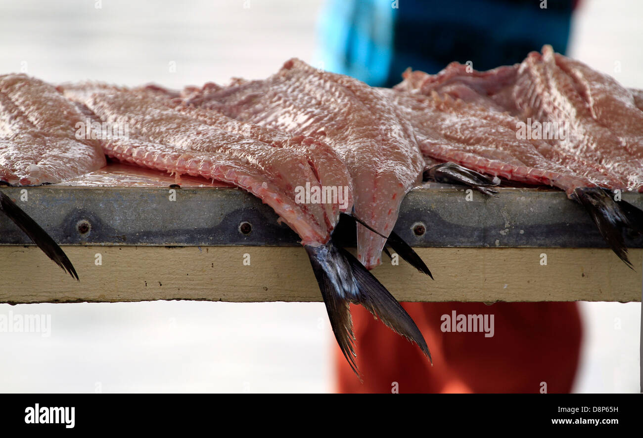 Salted  fresh 'snoek' or 'Cape snoek', (Thyrsites atun) for sale at the harbour in Kalk Bay , the near Cape Town. Stock Photo