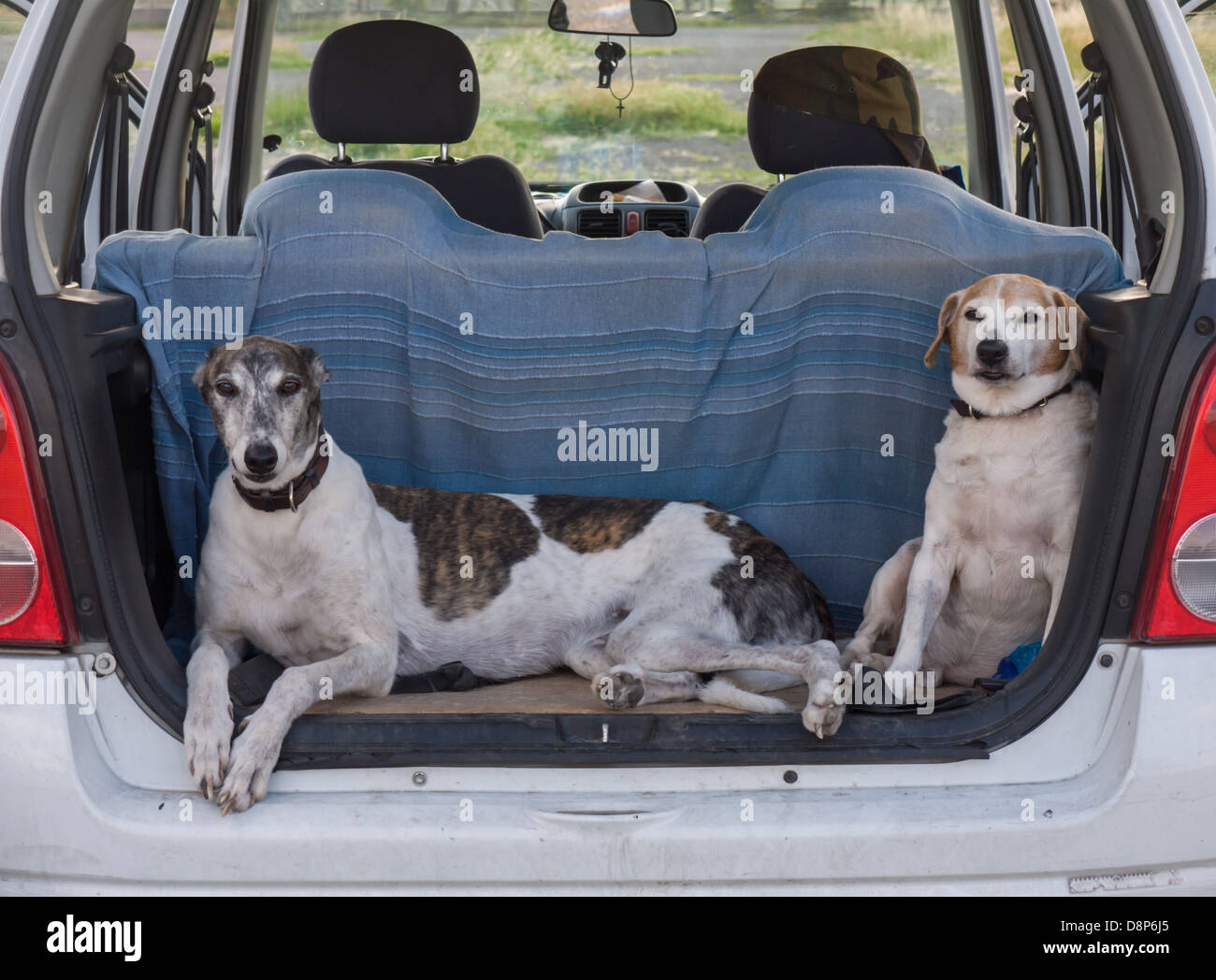 two dogs sitting in the a car boot Stock Photo