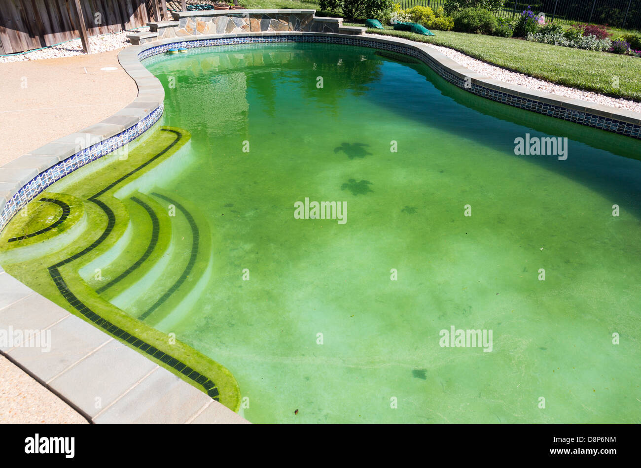 Dirty back yard home swimming pool with green algae filled stagnant water before cleaning Stock Photo