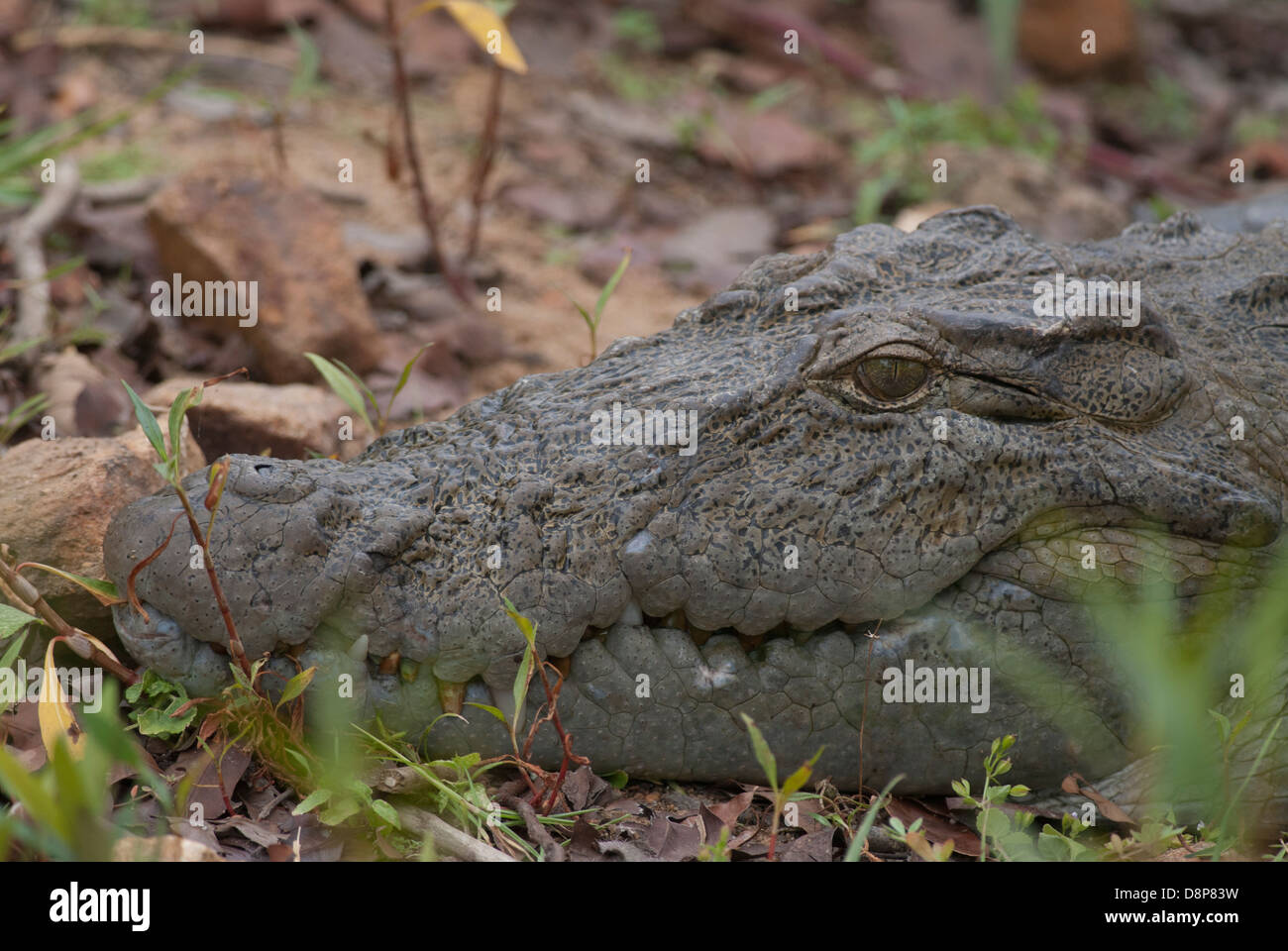 The Crocodile or the mugger alligator at the famed Andhari Tadoba Tiger  Reserve at Chandrapur Maharashtra India Stock Photo - Alamy