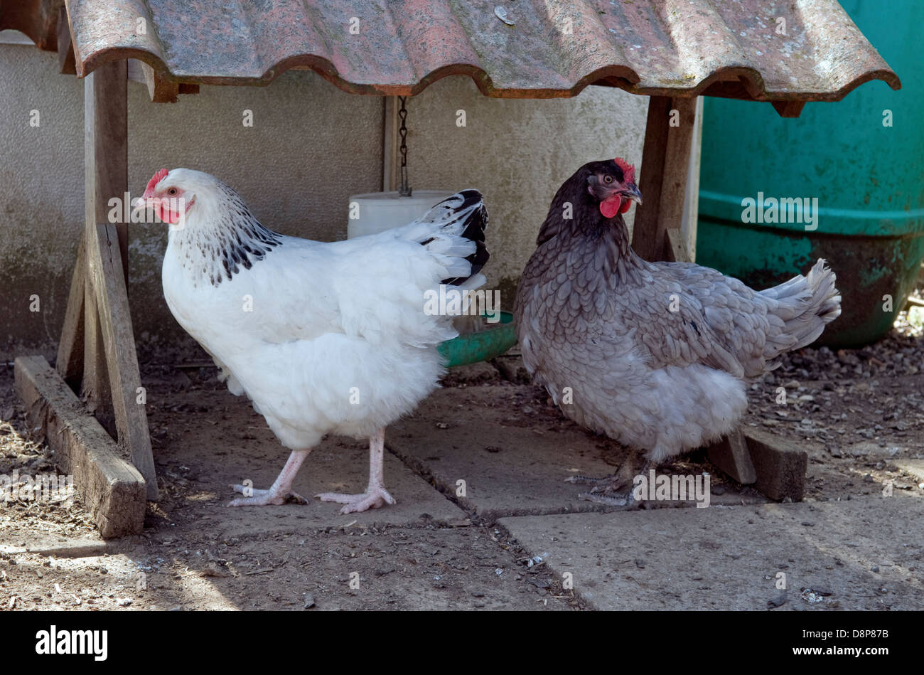 Free range chickens (breeds Light Sussex and Bluebell chicken) near feeder in garden in Bristol, UK Stock Photo