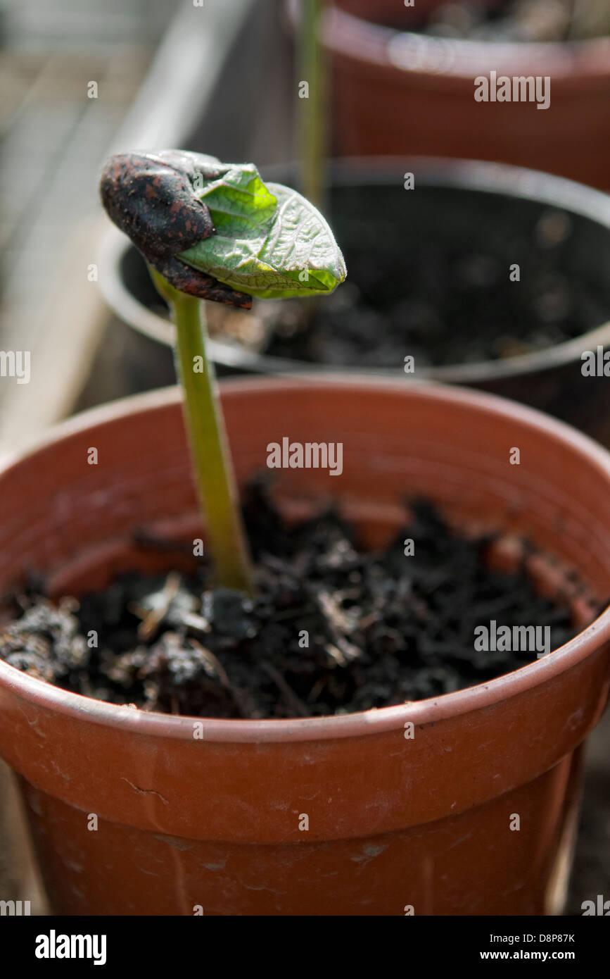Young runner bean plant emerging from seed in pot in greenhouse Stock Photo