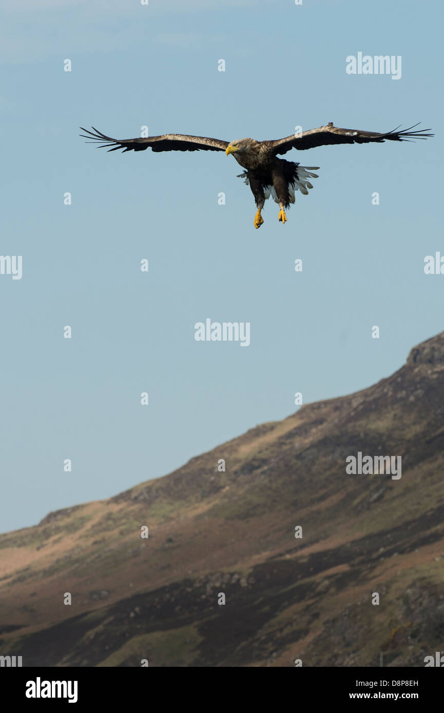 A White Tailed Sea Eagle Soaring Over A Scottish Loch And Catching Fish