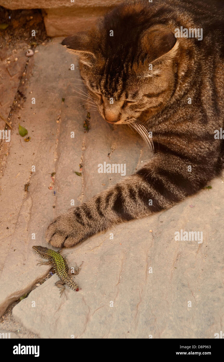 Cat pawing lizard who's tail recently came off, Pienze, Italy. Stock Photo