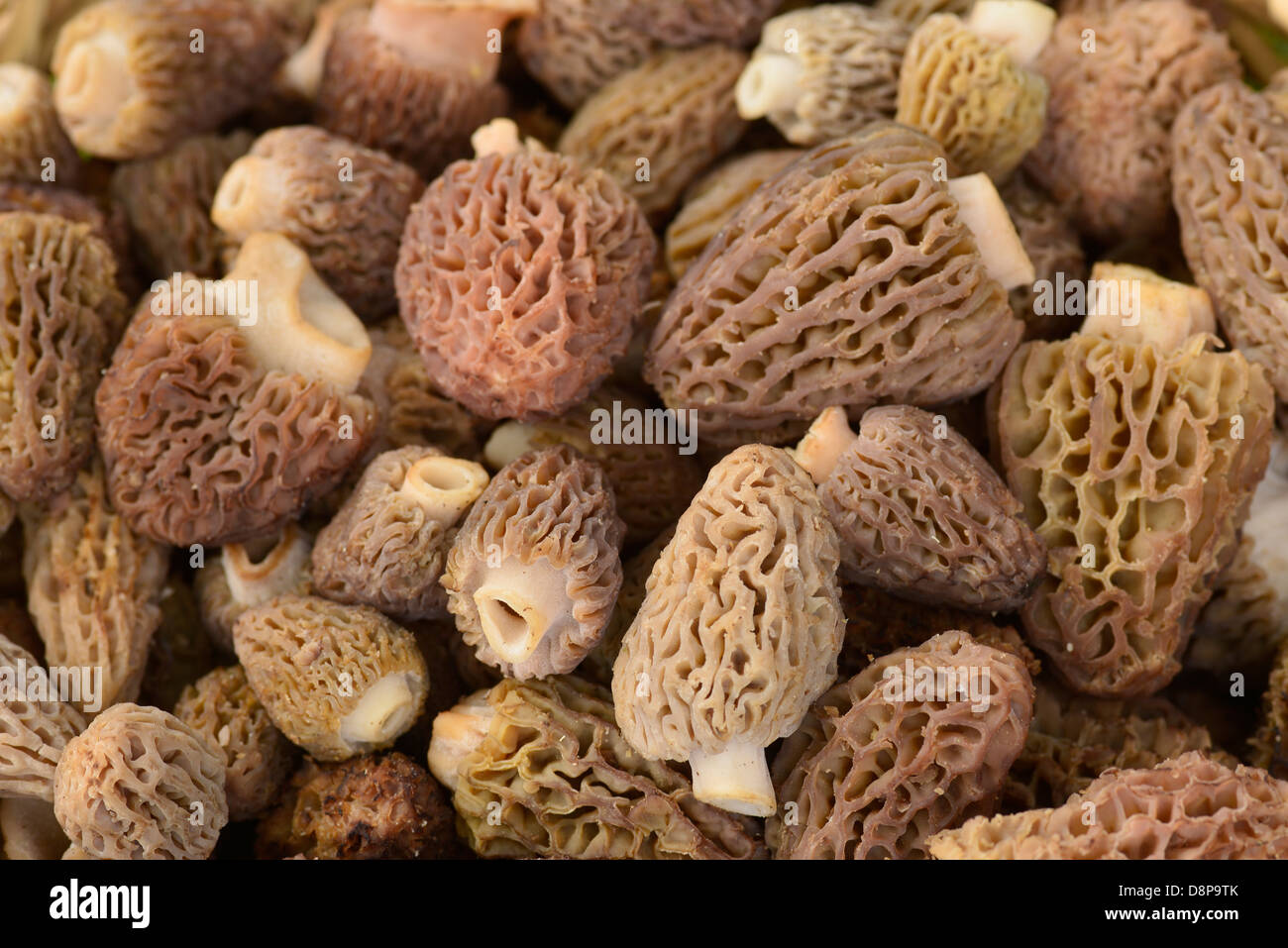 Fresh morel mushrooms, Wallowa Mountains, Oregon Stock Photo Alamy