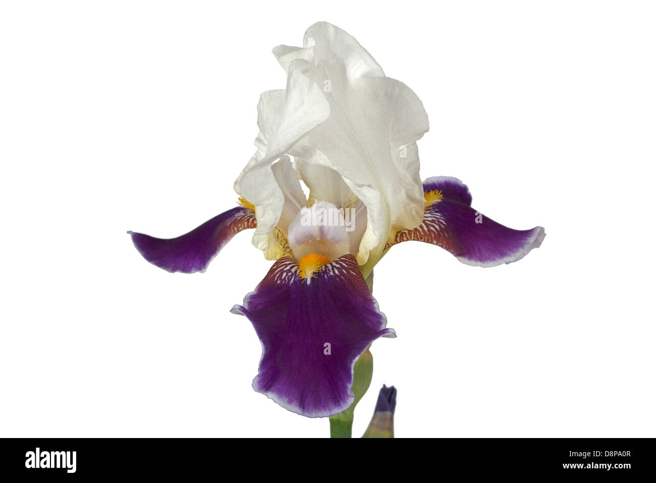Flower of iris, lat. Iris, isolated on white backgrounds Stock Photo