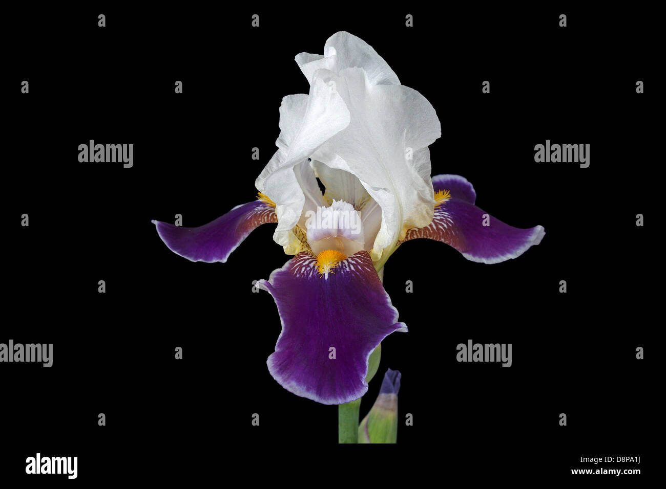 Flower of iris, lat. Iris, isolated on black backgrounds Stock Photo