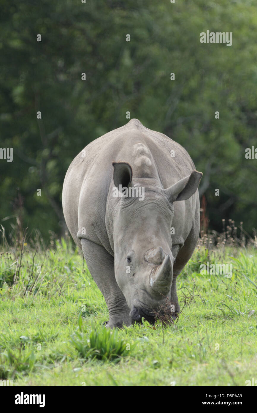 White Rhino at at UK zoo. Stock Photo