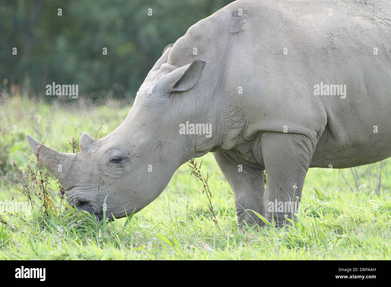 White Rhino in a UK zoo. Stock Photo
