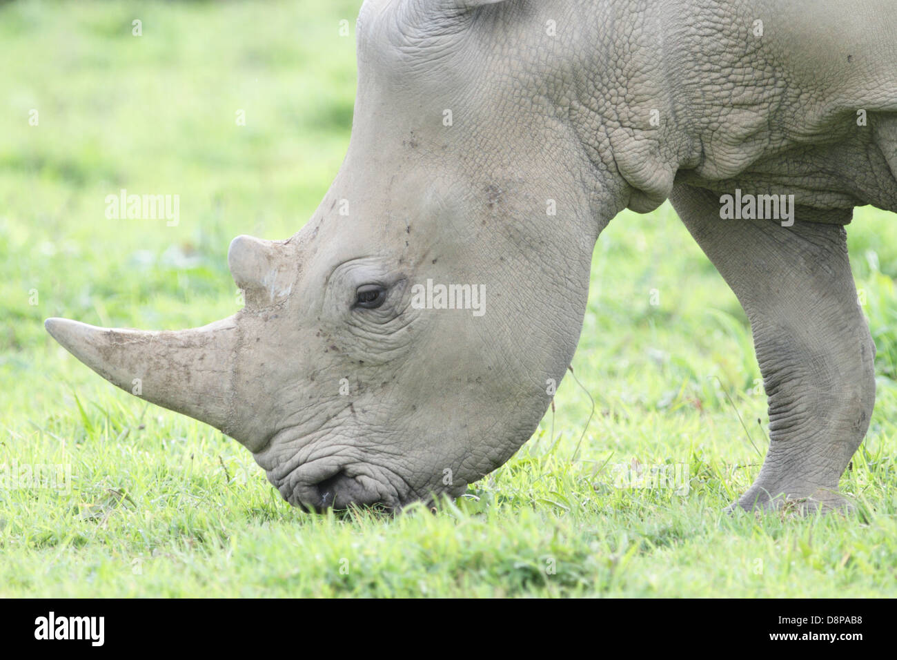 White Rhino in a UK zoo., Stock Photo