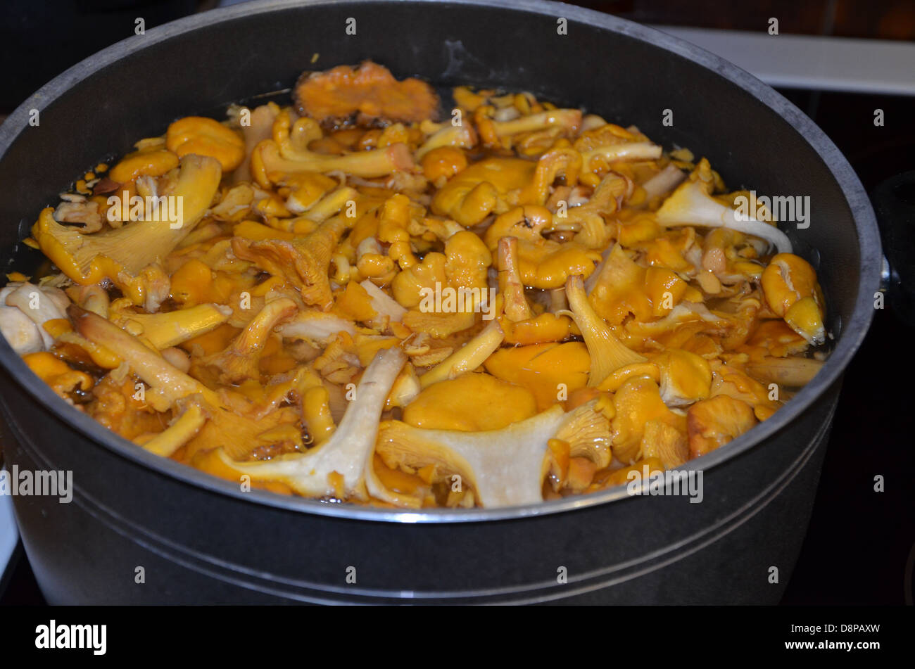 Cooking yellow chanterelles Stock Photo Alamy