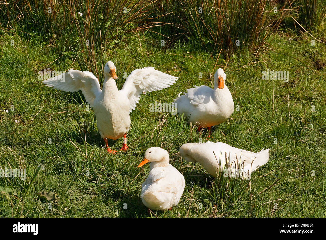 Family of domestic ducks often farmed for meat, eggs and down pillow feathers Stock Photo