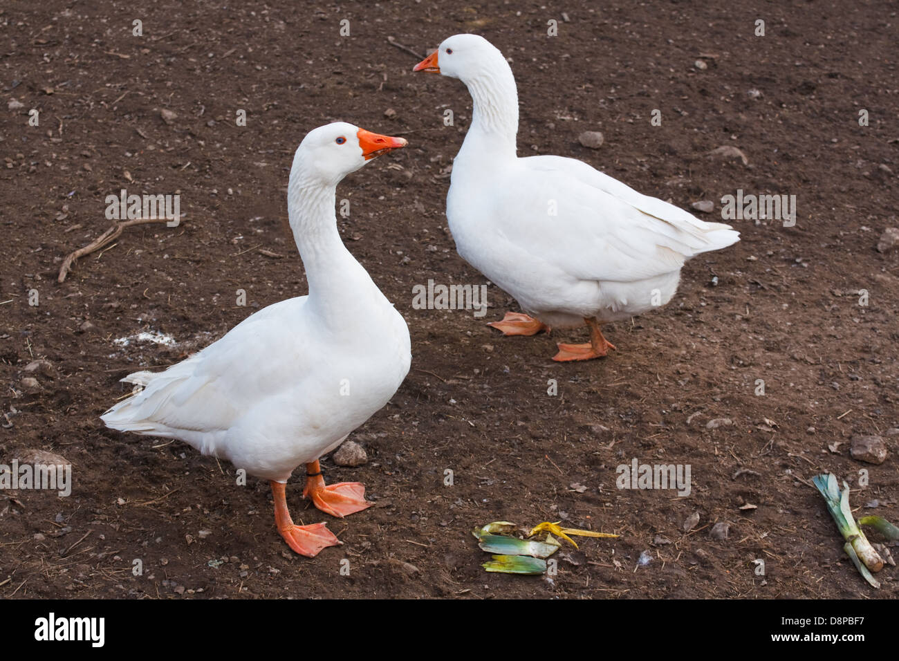 Two domestic geese often farmed for meat, eggs and down pillow feathers Stock Photo