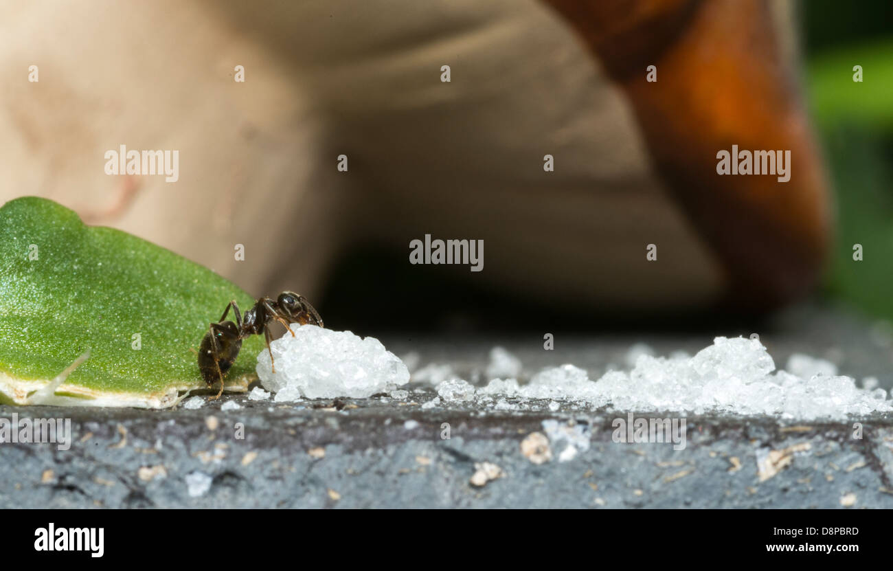 ant eating sugar crystal Stock Photo Alamy