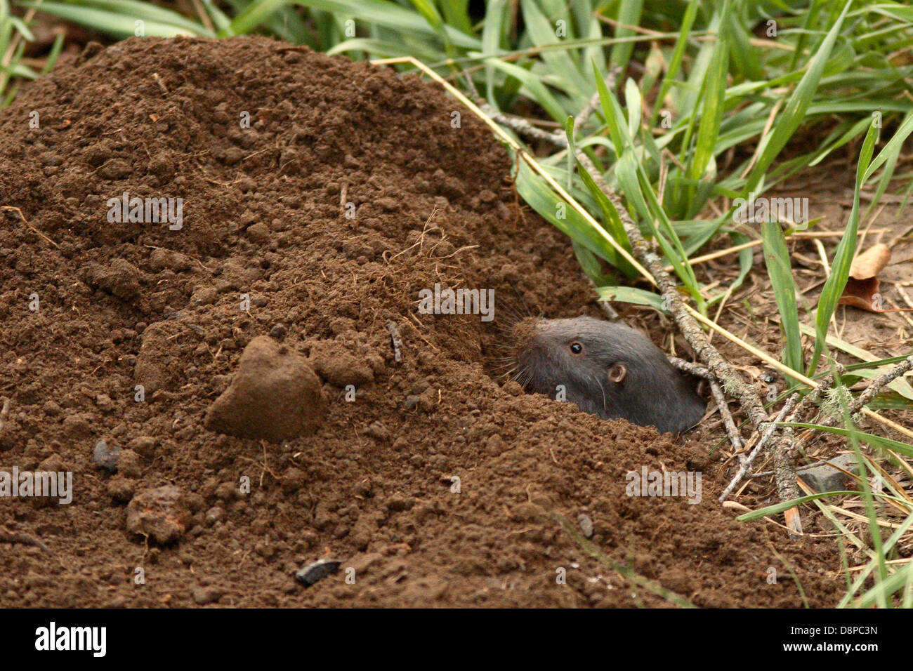 Pocket Gopher peeking out of hole Stock Photo Alamy
