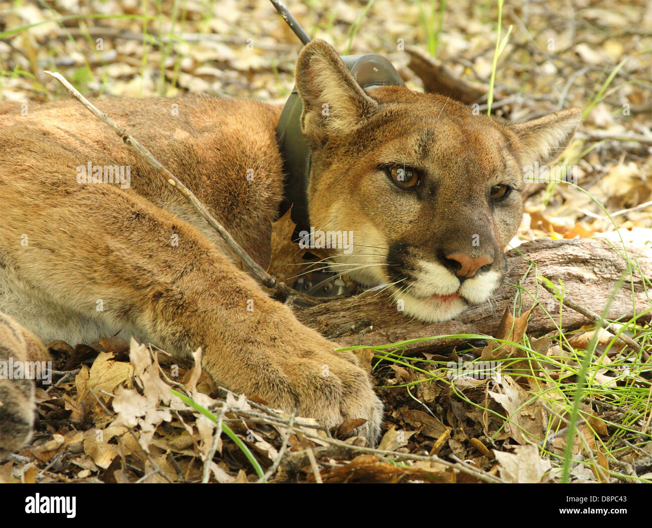 California mountain lion hires stock photography and images Alamy
