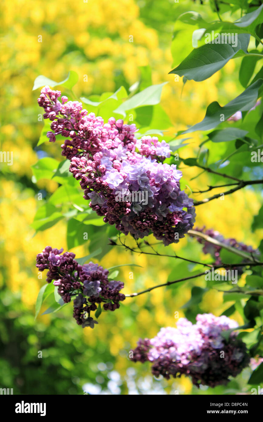 Purple lilac and yellow laburnum at Cannizaro House and Park, Wimbledon