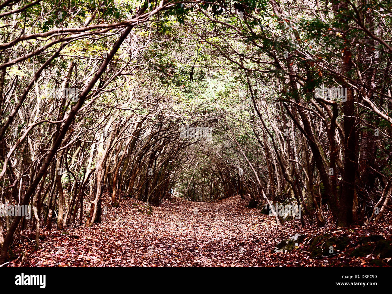 Aokigahara Forest in Japan. Stock Photo