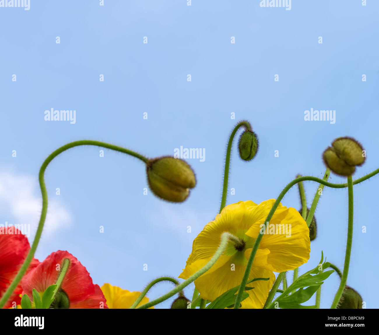 Beautiful poppies on the blue sky background Stock Photo - Alamy