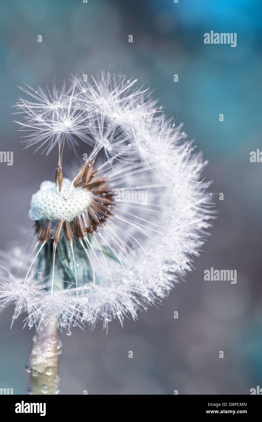 Water drop dandelion close up hi-res stock photography and images - Alamy