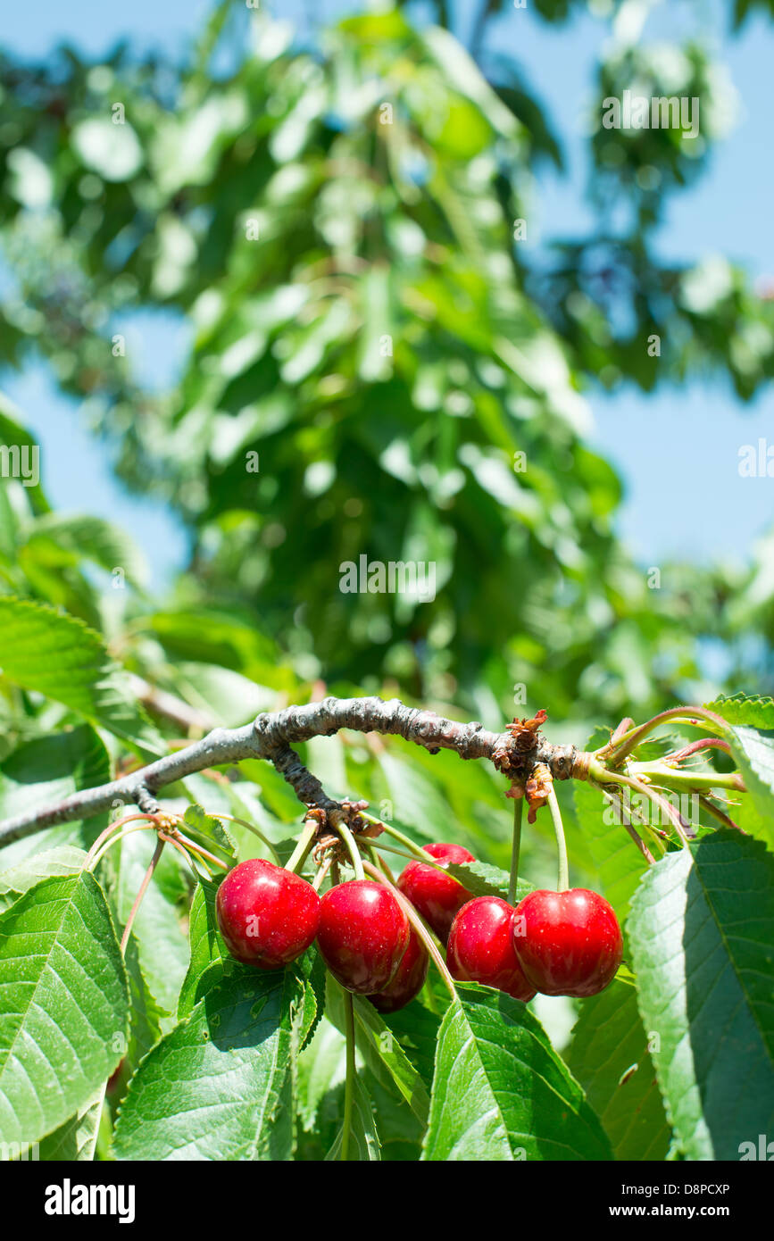 Red leaf of cherry tree hires stock photography and images Alamy