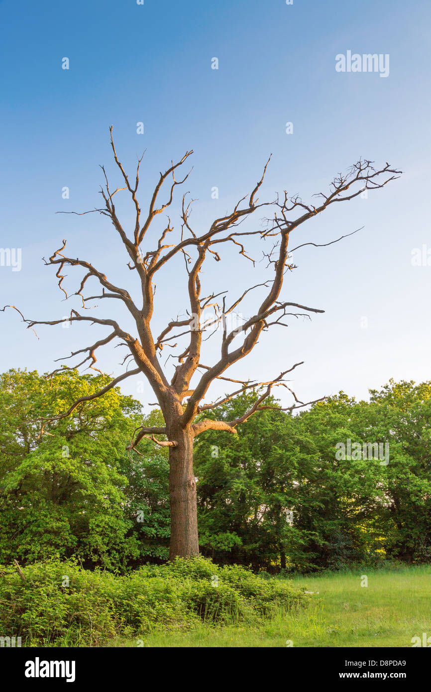 Decaying tree leaves hires stock photography and images Alamy