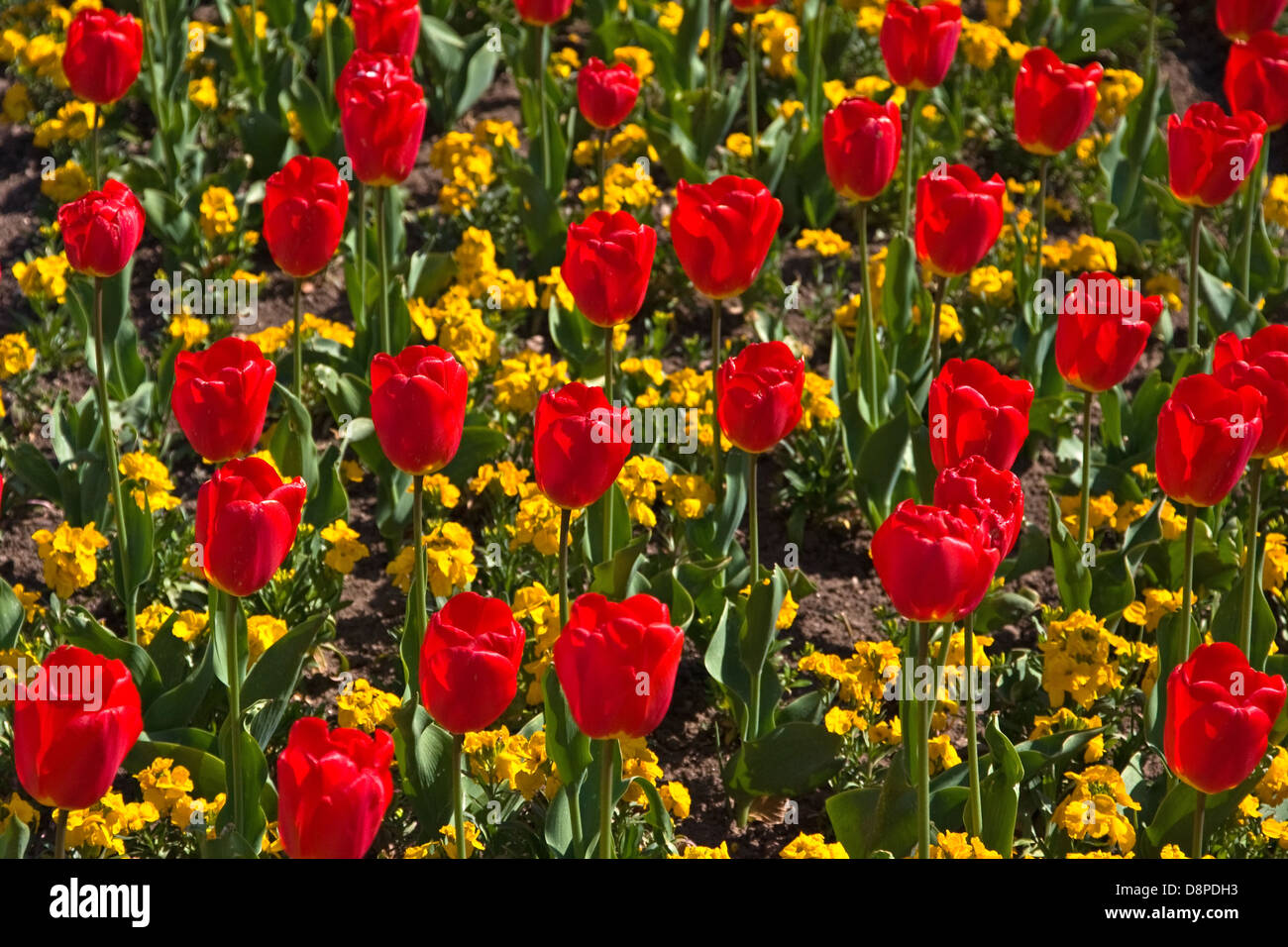 A mixture of yellow wallflowers and red tulips in spring garden Stock Photo