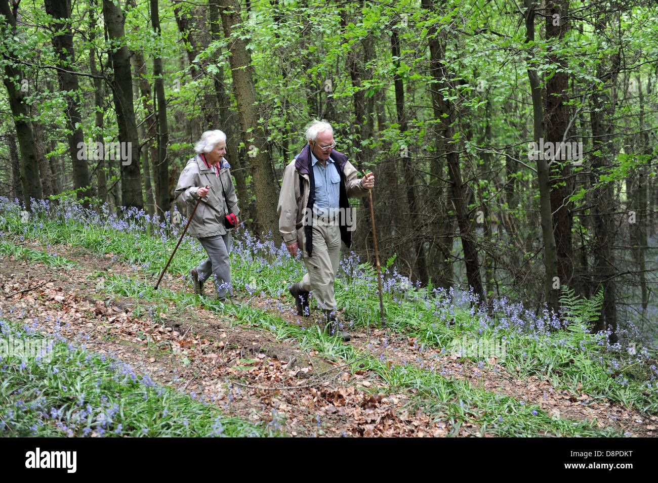 Elderly married couple hiking in bluebell wood near Faceby, North
