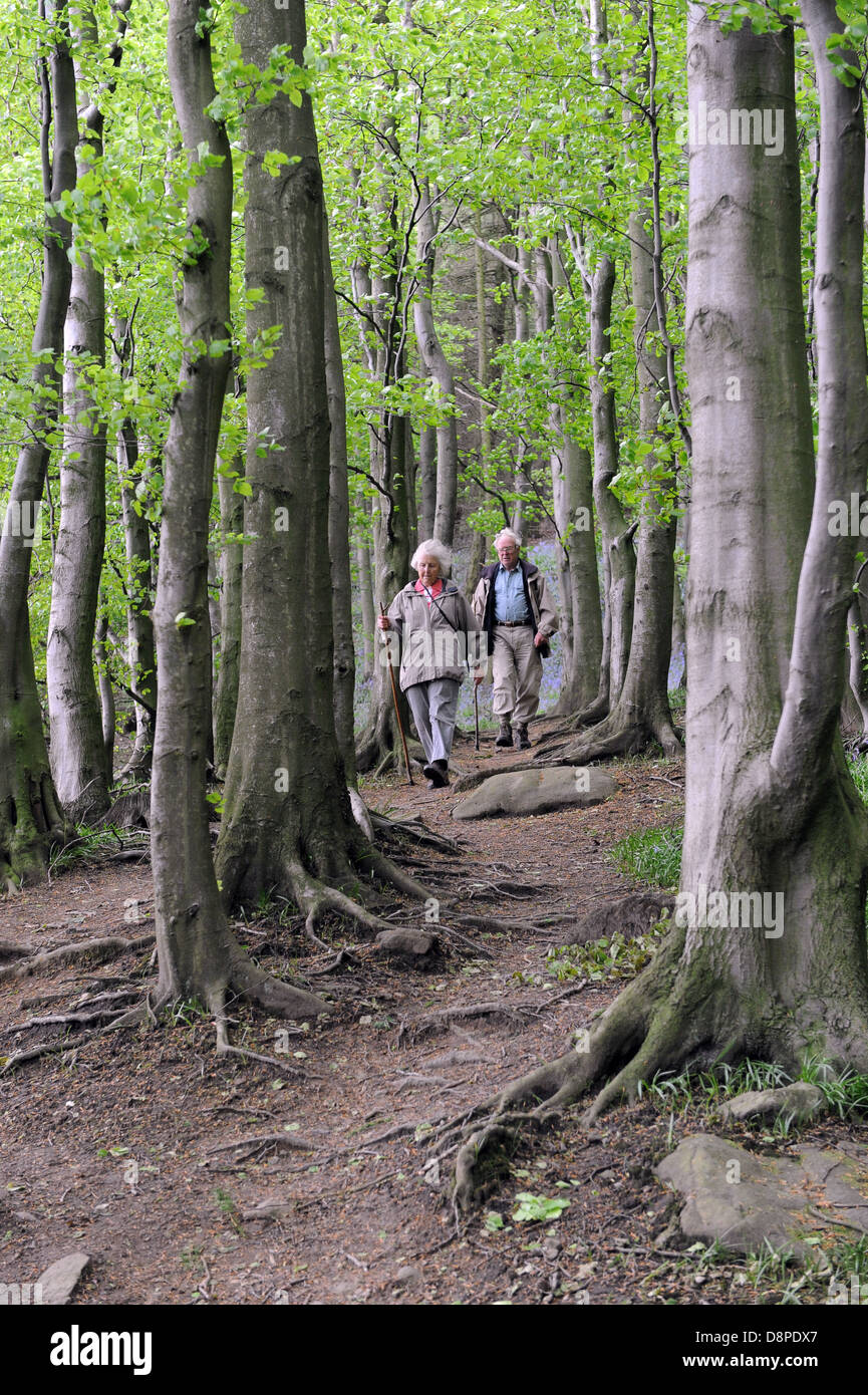 Elderly married couple hiking in bluebell wood near Faceby, North Yorkshire Moors, National Park. Stock Photo